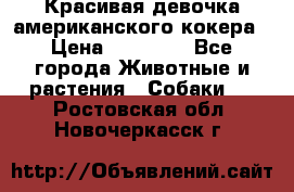 Красивая девочка американского кокера › Цена ­ 35 000 - Все города Животные и растения » Собаки   . Ростовская обл.,Новочеркасск г.